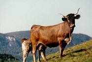 image085.jpg